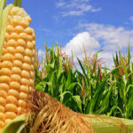 Fertilizantes e insecticidas agricolas de Saucillo